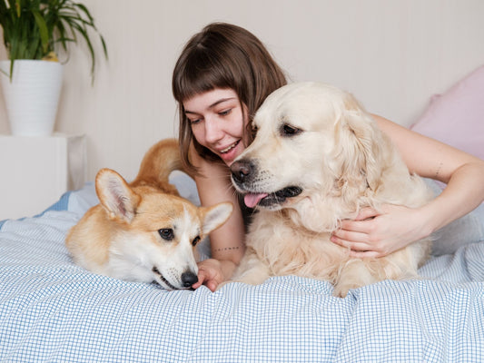 Preventive care every pet owner should know