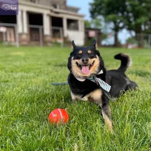 ✨2025 ✨New release - Pet Bounce Ball PawsMagics