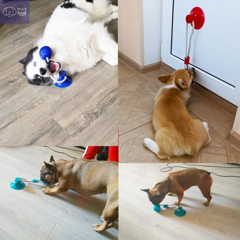 Multifunction Pet Molar Bite Toy - PawsMagics